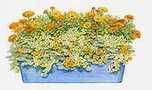Illustration of windowbox containing Limnanthes douglasii (Poached egg plant), Calendula officinalis (Pot marigold), Tropaeolum nanum 'Tom Thumb' (Nasturtium)