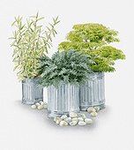 Illustration of plants grown in metal containers, Pleioblastus auricomus (Bamboo), Acer palmatum var dissectum (Japanese maple) and Juniperus procumenbs 'Nana' (Bonin Island juniper)