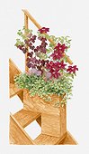Illustration of plants in container at the edge of a set of steps, including Vitis vinifera 'Purpurea', Allium karataviense and Plectranthus forsteri 'Marginatus'