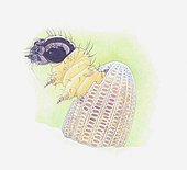 Illustration of a caterpillar hatching from its egg