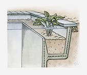 Illustration of water plant growing on a walled shelf in a pond