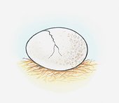 Illustration of egg shell showing crack