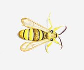 Illustration of yellow and back striped Clearwing Moth (Synanthedon)