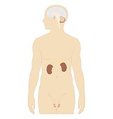 Cross section biomedical illustration of man endocrine system