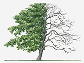 Illustration showing shape of deciduous Acer palmatum (Japanese Maple) tree with green summer foliage and bare winter branches