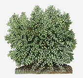 Illustration of Simmondsia chinensis (Jojoba) shrub