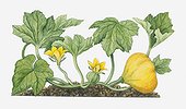 Illustration of Cucurbita pepo (Pumpkin) bearing yellow flowers, developing fruit and large green leaves on thick stems