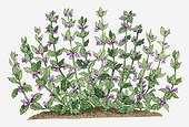 Illustration of Teucrium chamaedrys (Wall Germander) bearing pink flowers and evergreen leaves on long stems