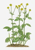 Illustration of Geum urbanum (Herb Bennet) perennial with yellow flowers atop tall stems with leaves below