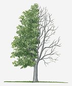 Illustration showing shape of deciduous Acer carpinifolium (Hornbeam Maple) tree with green summer foliage and bare winter branches