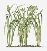 Illustration of Oryza sativa (Asian Rice) bearing ripening panicles on long leaf stems
