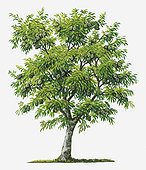 Illustration of evergreen Annona muricata (Soursop) tree bearing green fruit