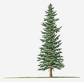 Illustration of tall Picea pungens (Blue Spruce or Colorado Blue Spruce) evergreen tree