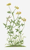 Illustration of Lotus corniculatus (Bird's Foot Trefoil) with yellow flowers and pea-like pods on long stems with green leaves
