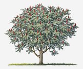 Illustration of Rhus typhina (Staghorn Sumac) bearing ripe red fruit