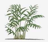 Illustration of Alpinia galanga (Greater Galangal) with long green leaves on tall stems