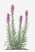 Illustration of Liatris spicata (Prairie Gay Feather) bearing spikes of deep pink flowers on tall stems with green leaves
