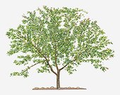 Illustration of Punica protopunica (Pomegranate) evergreen tree