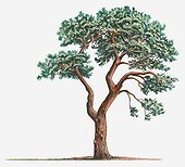 Illustration of Pinus sylvestris (Scotch Pine) evergreen coniferous tree