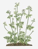 Illustration of Anthriscus cerefolium (Chervil) bearing umbels of small white flowers on tall stem with tripinnate leaves