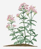 Illustration of Saponaria officinalis (Common Soapwort) bearing pink flowers and green leaves on tall stems