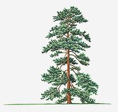 Illustration of evergreen Pinus wallichiana (Bhutan Pine, Himalayan Pine) tree