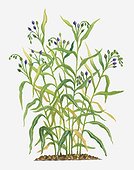 Illustration of Coix lachryma-jobi (Job's Tears) bearing purple flowers, green buds and leaves on tall stems