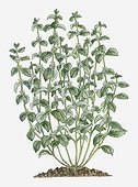 Illustration of Marrubium vulgare (White Horehound) bearing clusters of white flowers and grey-green leaves on tall stems