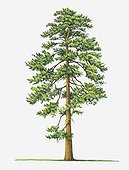 Illustration of evergreen Pinus ponderosa (Ponderosa Pine) tree