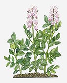 Illustration of Dictamnus albus (White Dittany) bearing white-pink flowers on tall stems with green leaves