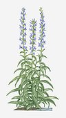 Illustration of Lobelia siphilitica (Great Blue Lobelia) bearing spikes of purple flowers on tall stems with green leaves below