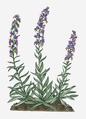 Illustration of Echium vulgare (Viper's Bugloss) bearing pink and blue flowers on tall spike with hairy green lanceolate below