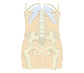 Cross section biomedical illustration of rib cage, spine and pelvis, and femur of adult male