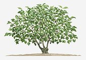 Illustration of small semi-evergreen Jatropha curcas (Barbados Nut, Physic Nut) tree