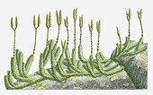 Illustration of Lycopodium clavatum (Wolf's-Foot Clubmoss, Stag's-horn Clubmoss) with upright stems bearing spore cones