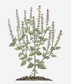 Illustration of Ocimum gratissimum (African Basil) bearing pink and white flowers on tall stems with green leaves below