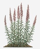 Illustration of Digitalis lanata (Grecian Foxglove) bearing tubular bell-shaped pink flower spikes and woolly green leaves on tall upright stems