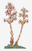 Illustration of Orobanche alba (Thyme Broomrape) parasitic plant bearing yellow flowers on thick upright yellow stems