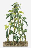 Illustration of Cucumis sativus (Cucumber) supported by bamboo sticks
