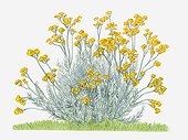 Illustration of Helichrysum angustifolium (Curry Plant) with clusters of vibrant yellow flowers on upright stems