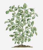 Illustration of Pogostemon cablin (Patchouli) bearing green leaves on long stems