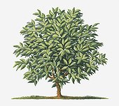 Illustration of small Coffea arabica (Coffee) tree