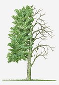 Illustration showing shape of deciduous Acer capillipes (Kyushu Maple) tree with green summer foliage and bare winter branches