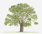 Illustration of Melaleuca leucadendra (Cajuput) tree