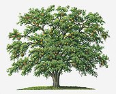 Illustration of Strychnos nux-vomica (Strychnine) tree bearing orange fruit