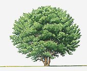 Illustration of Ceratonia siliqua (Carob) evergreen tree