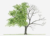 Juglans Cinerea (Butternut): Illustration showing shape of deciduous Juglans cinerea (Butternut) tree with green summer foliage and bare winter branches