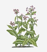 Illustration of Nicotiana tabacum (Tobacco) bearing pink-white flowers on long stems with green leaves