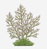 Illustration of Symphyotrichum ericoides also known as Aster ericoides (Heath Aster) with pink flowers on tall stems with small green leaves