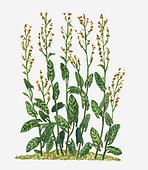 Illustration of Rumex acetosa (Common Sorrel) bearing small red flowers on tall stems below green leaves